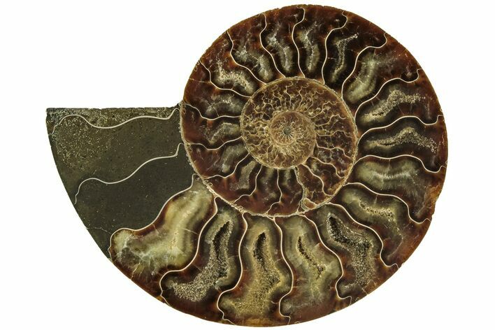 Cut & Polished Ammonite Fossil (Half) - Madagascar #212886